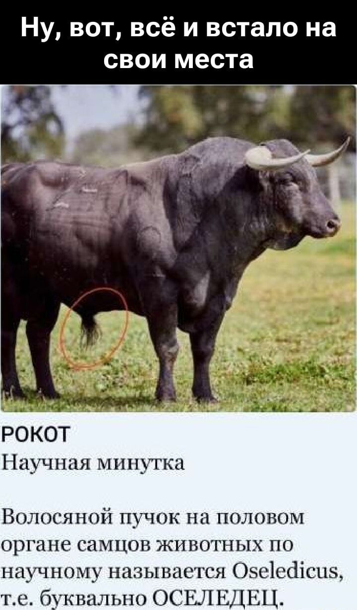 Ну, вот, всё и встало на свои места
РОКот
Научная минутка
Волосяной пучок на половом органе самцов животных по научному называется Oseledicus, т.е. буквально ОСЕЛЕДЕЦ.