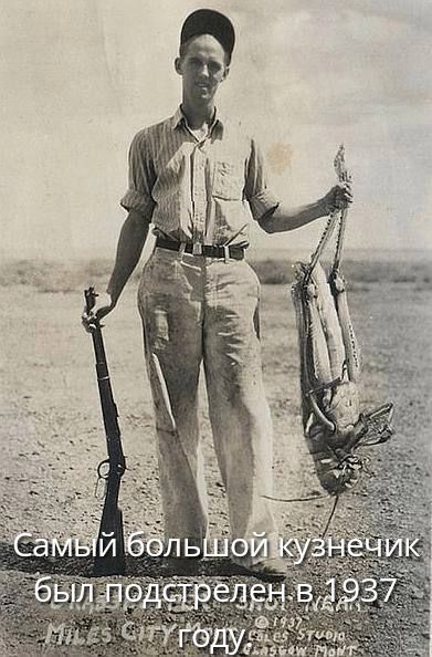 Самый большой кузнечик был подстрелен в 1937 году