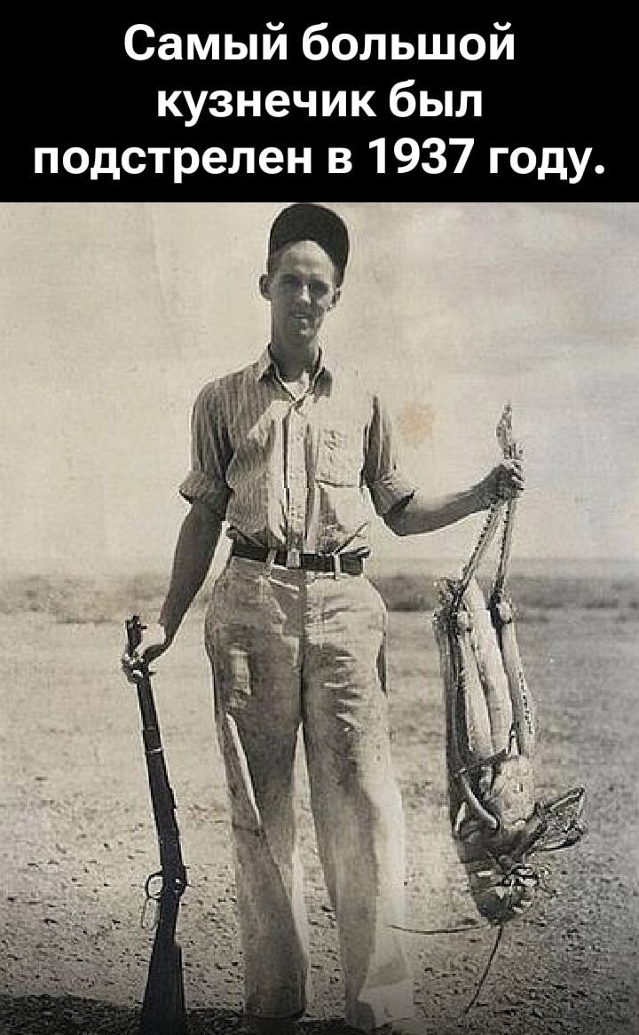Самый большой кузнечик был подстрелен в 1937 году.