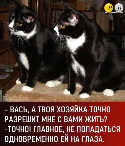 – Вась, а твоя хозяйка точно разрешит мне с вами жить?  
– Точно! Главное, не попасться одновременно ей на глаза.