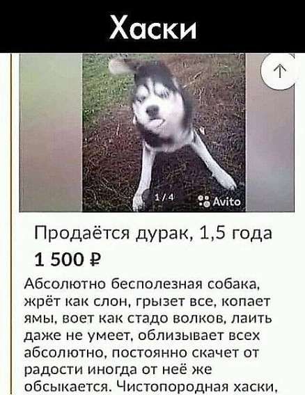 Хаски

Продаётся дурак, 1,5 года

1 500 ₽

Абсолютно бесполезная собака, жрёт как слон, грызет все, копает ямы, воет как стадо волков, лайть даже не умеет, облизывает всех абсолютно, постоянно скачет от радости иногда от нее же обсикается. Чистопородная хаски.
