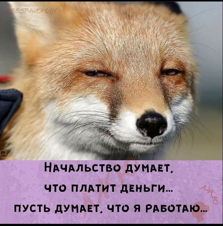 Начальство думает, что платит деньги... пусть думает, что я работаю...