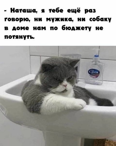 - Наташа, я тебе ещё раз говорю, ни мужика, ни собаку в доме нам по бюджету не потянуть.