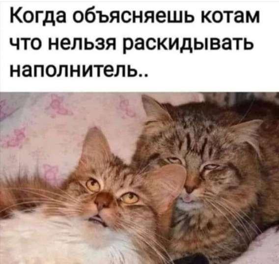 Когда объясняешь котам что нельзя раскидывать наполнитель..