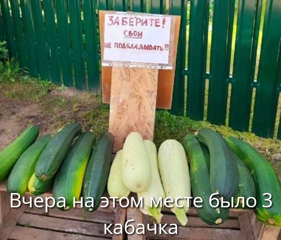 Вчера на этом месте было 3 кабачка