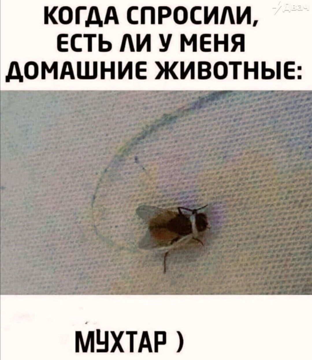 Когда спросили, есть ли у меня домашние животные: МУХТАР )