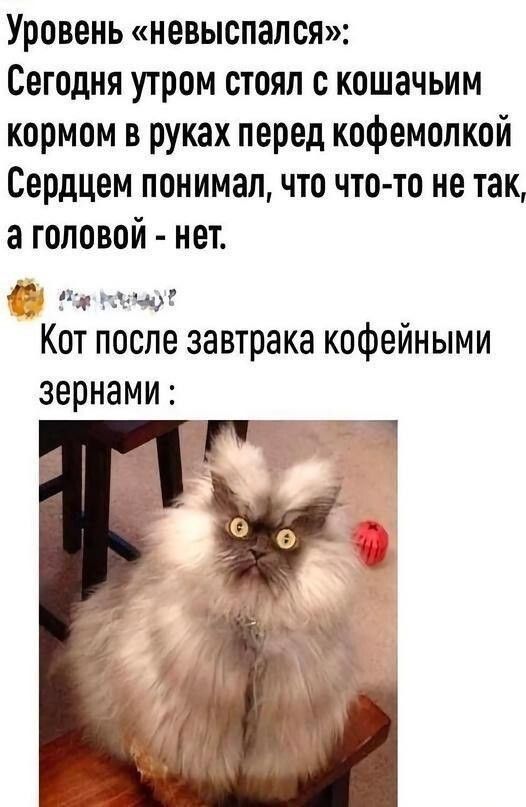 Уровень «невыспался»: Сегодня утром стоял с кошачьим кормом в руках перед кофемолкой Сердцем понимал, что что-то не так, а головой - нет. Кот после завтрака кофейными зёрнами :