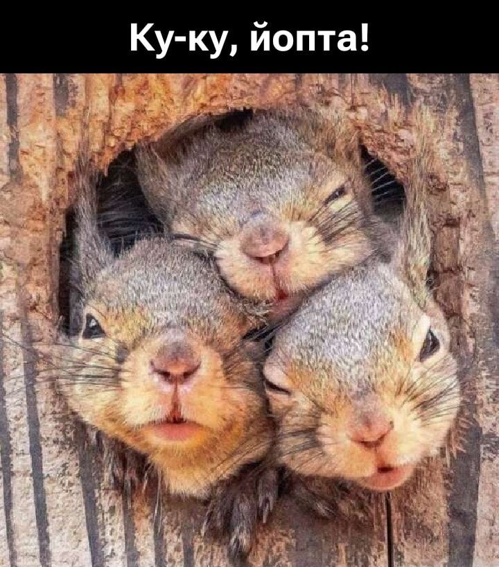 Ку-ку, ёпта!