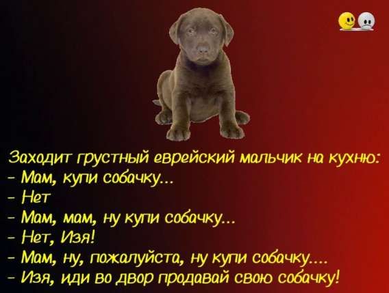 Заходит грустный еврейский мальчик на кухню:
- Мам, купи собачку...
- Нет
- Мам, мам, ну купи собачку...
- Нет, Изя!
- Мам, ну, пожалуйста, ну купи собачку...
- Изя, иди во двор продавай свою собачку!