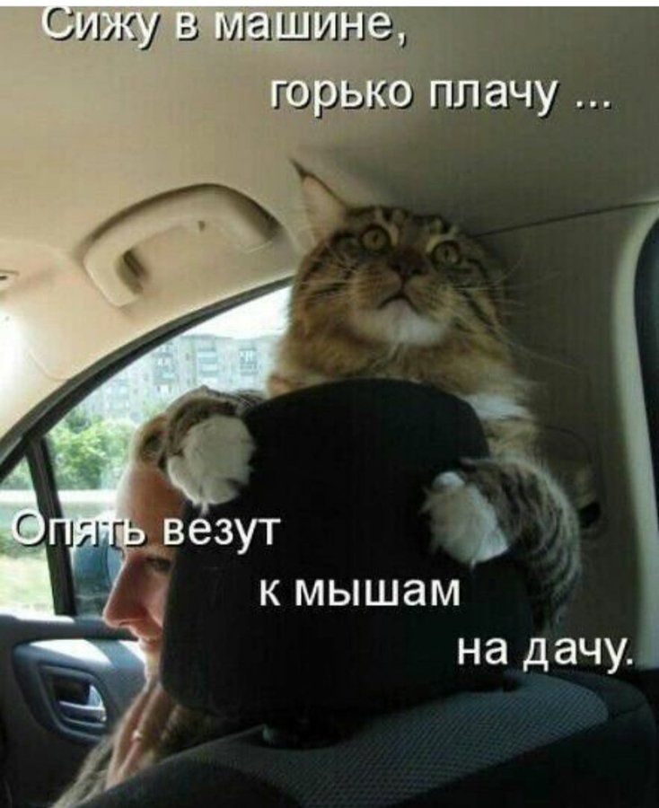 Сижу в машине, горько плачу ... Опять берут к мышам на дачу.