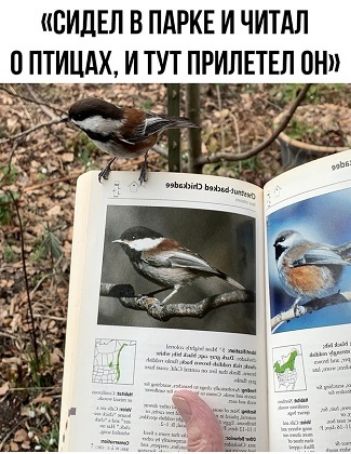 «СИДЕЛ В ПАРКЕ И ЧИТАЛ О ПТИЦАХ, И ТУТ ПРИЛЕТЕЛ ОН»