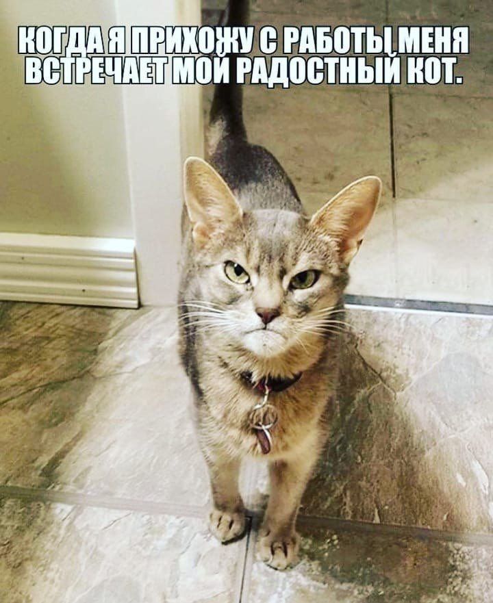 Когда я прихожу с работы меня встречает мой радостный кот.