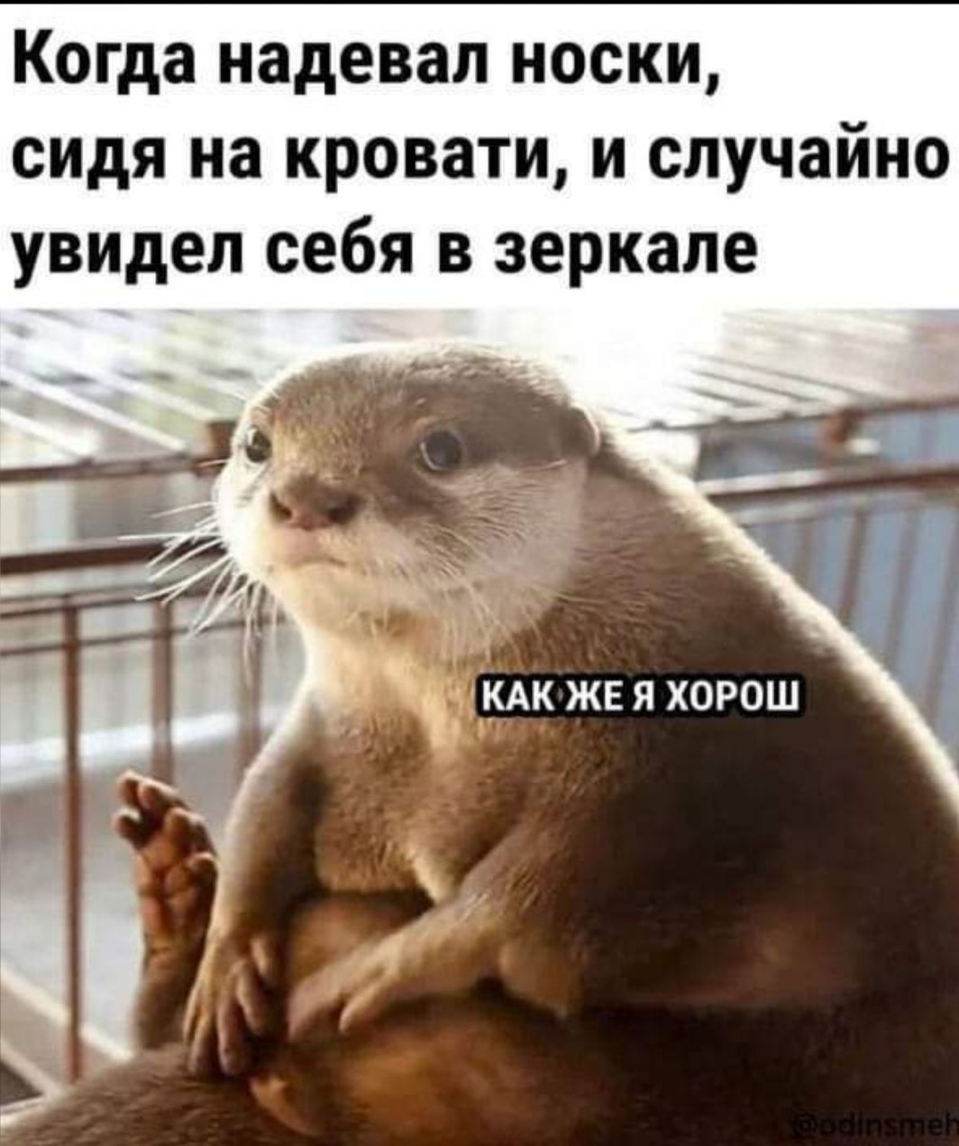 Когда наделвал носки, сидя на кровати, и случайно увидел себя в зеркале
КАК ЖЕ Я ХОРОШ
