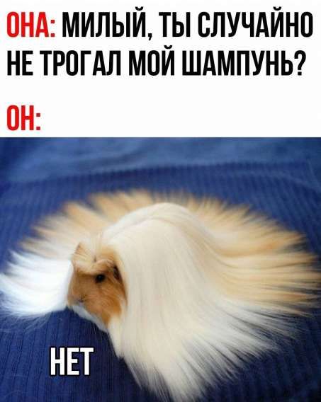 ОНА: МИЛЫЙ, ТЫ СЛУЧАЙНО НЕ ТРОГАЛ МОЙ ШАМПУНЬ? ОН: НЕТ