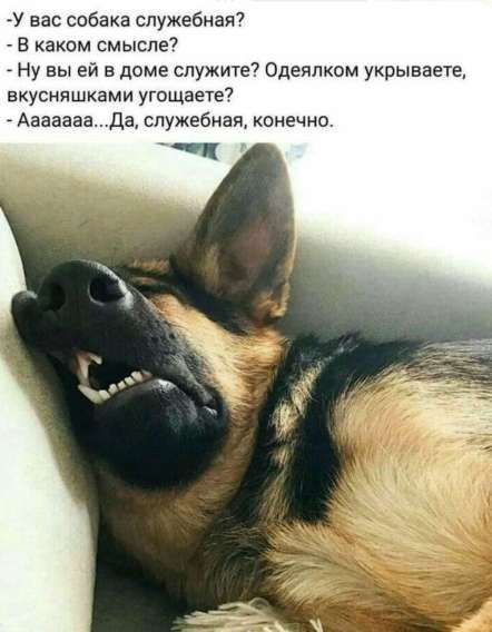 - У вас собака служебная?
- В каком смысле?
- Ну вы ей в доме служите? Одеялком укрываете, вкусняшками угощаете?
- Аааааа... Да, служебная, конечно.