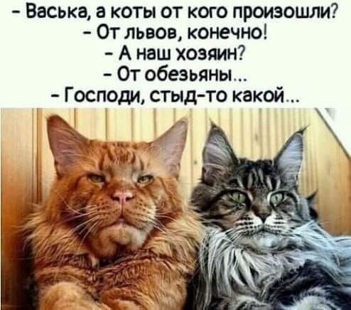 - Васька, а коты от кого произошли?  
- От львов, конечно!  
- А наш хозяин?  
- От обезьяны...  
- Господи, стыд-то какой...