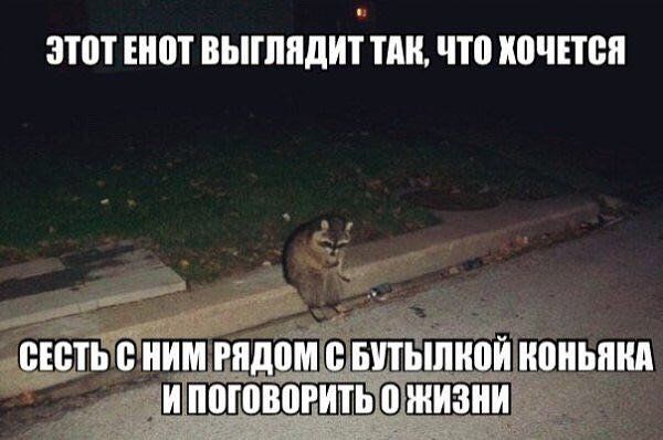 Этот енот выглядит так, что хочется сидеть с ним рядом с бутылкой коньяка и поговорить о жизни