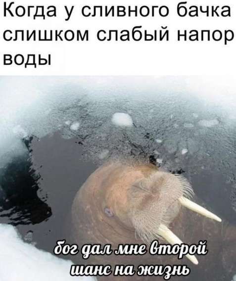 Когда у сливного бачка слишком слабый напор воды
бог дал мне второй шанс на жизнь