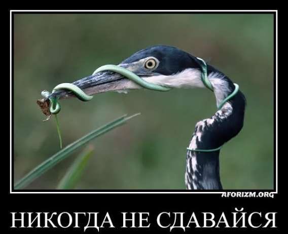 НИКОЛЬ НЕ СДАВАЙСЯ