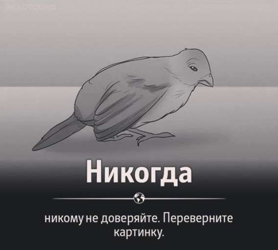 Никогда
никому не доверяйте. Переверните картинку.