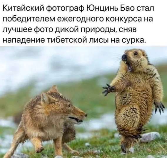 Китайский фотограф Юнцинь Бао стал победителем ежегодного конкурса на лучшее фото дикой природы, сняв нападение тибетской лисы на сурка.