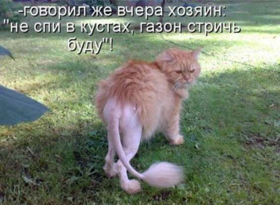-говорил же вчера хозяин: 