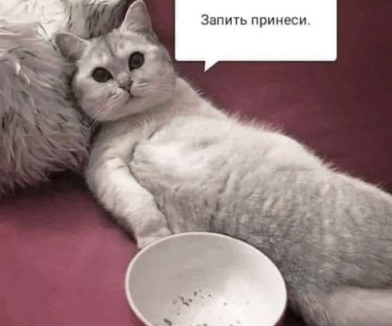 Запить принеси.
