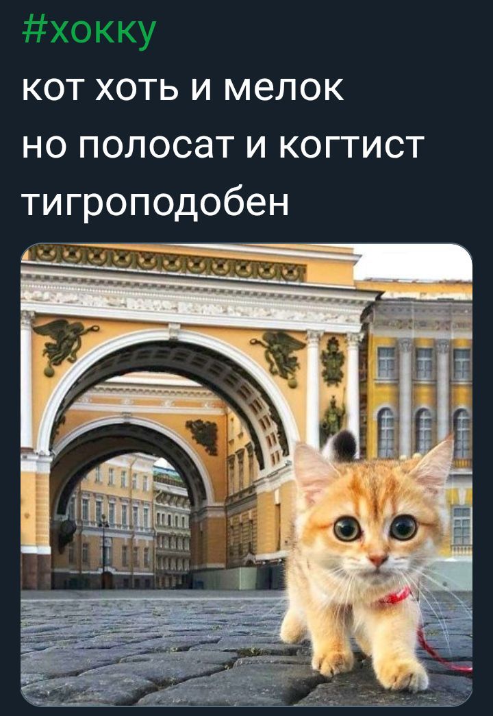 #хокку
КОТ ХОТЬ И МЕЛОК
но полосат и когтист
тигроподобен
