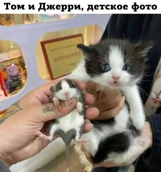 Том и Джерри, детское фото