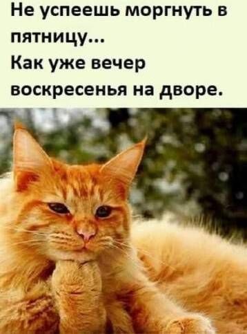 Не успеешь моргнуть в пятницу...
Как уже вечер воскресенья на дворе.