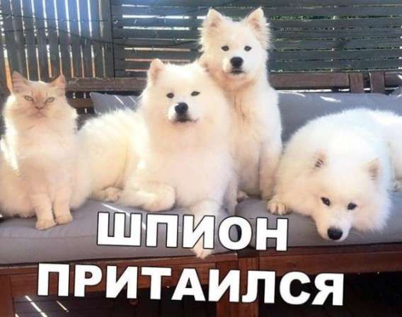 ШПИОН ПРИТАИЛСЯ