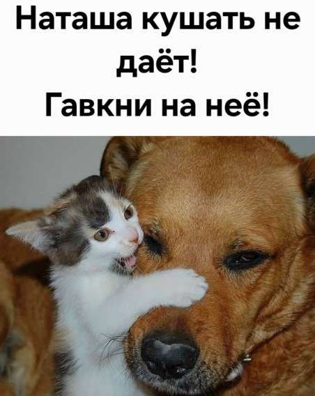Наташа кушать не даёт! Гавкни на неё!