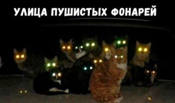 УЛИЦА ПУШИСТЫХ ФОНАРЕЙ