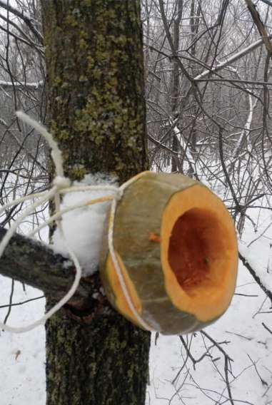 Зимний пень с вырезанной тыквой-лотком, прикрепленной к дереву холмистой лентой.