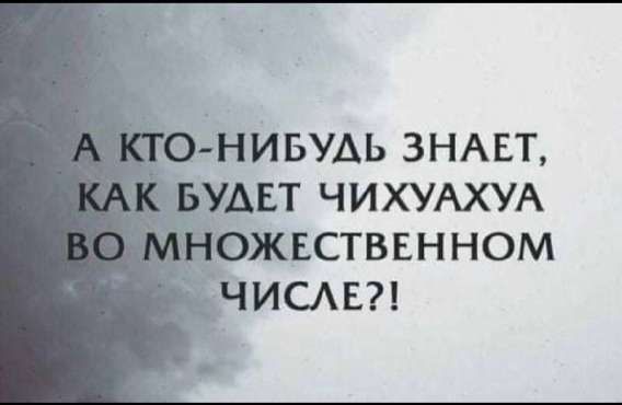 А КТО-НИБУДЬ ЗНАЕТ, КАК БУДЕТ ЧИХУАХУА ВО МНОЖЕСТВЕННОМ ЧИСЛЕ?!