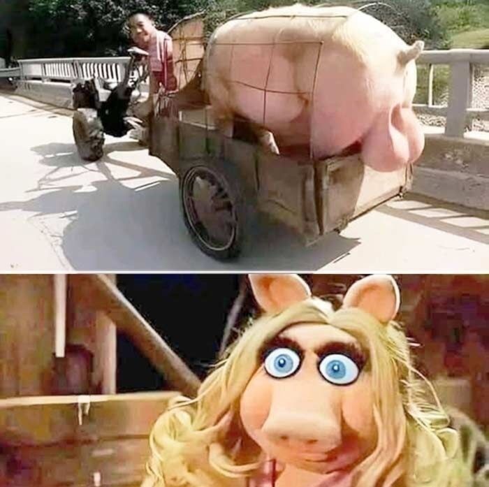 Большая свинья в телеге на дороге, рядом стоит женщина