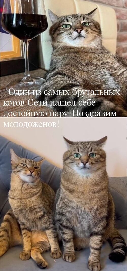 Один из самых обаятельных котов Сети нашел себе достойную пару. Поздравим молодоженов!