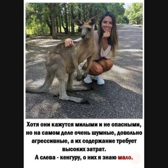 Хотя они кажутся милыми и не опасными, но на самом деле очень шумные, довольно агрессивные, а их содержание требует высоких затрат. А слева - кенгуру, о них я знаю мало.