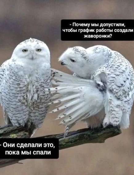 - Почему мы допустили, чтобы график работы создали жаворонки?\n- Они сделали это, пока мы спали