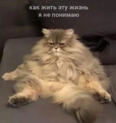 Как жить эту жизнь я не понимаю
