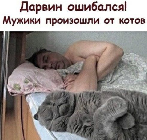 Дарвин ошибался! Мужики произошли от котов
