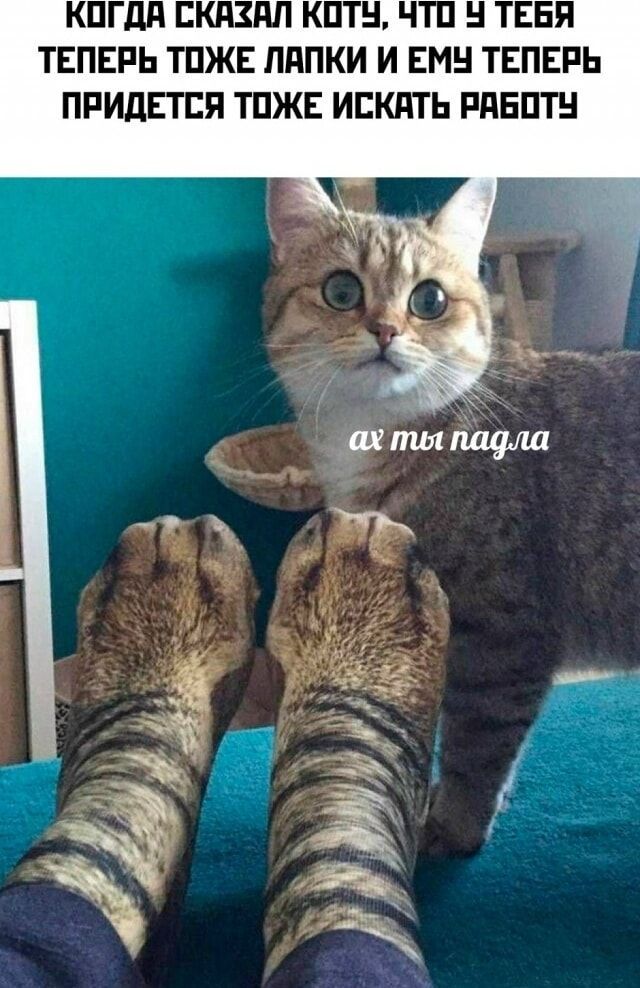 КОГДА СКАЗАЛ КОТУ, ЧТО У ТЕБЯ ТЕПЕРЬ ТОЖЕ ЛАПКИ И ЕМУ ТЕПЕРЬ ПРИДЕТСЯ ИСКАТЬ РАБОТУ ах ты падла