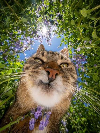 Крупный план кота на фоне зелени и цветов под ярким солнцем