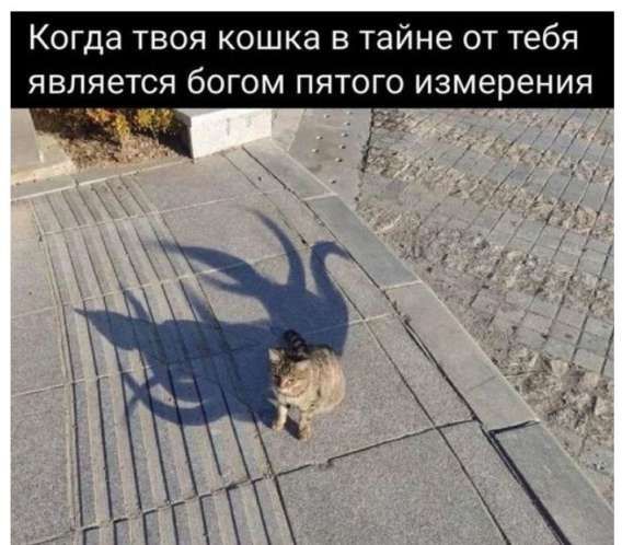 Когда твоя кошка втайне от тебя является богом пятого измерения
