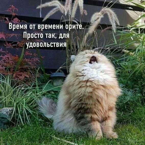 Время от времени орите. Просто так, для удовольствия