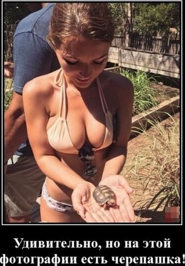 Удивительно, но на этой фотографии есть черепашка!