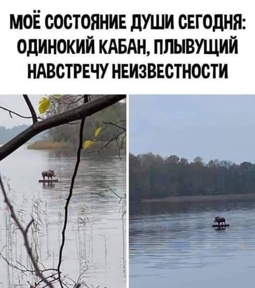 МОЁ СОСТОЯНИЕ ДУШИ СЕГОДНЯ: ОДИНОКИЙ КАБАН, ПЛЫВУЩИЙ НАВСТРЕЧУ НЕИЗВЕСТНОСТИ