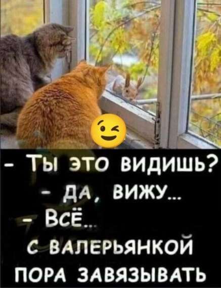 - Ты это видишь? - Да, вижу... - Всё... с валерьянкой пора завязывать