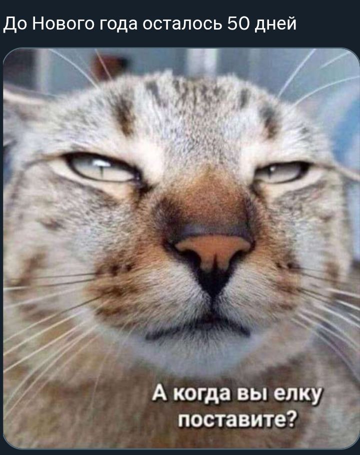 До Нового года осталось 50 дней. А когда вы елку поставите?