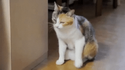 Кошка айболитка сидит на полу в доме